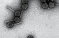 Accéder à l'article "Les phages, de puissants alliés contre les bactéries"